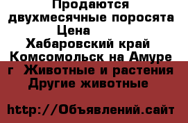 Продаются двухмесячные поросята. › Цена ­ 3 000 - Хабаровский край, Комсомольск-на-Амуре г. Животные и растения » Другие животные   